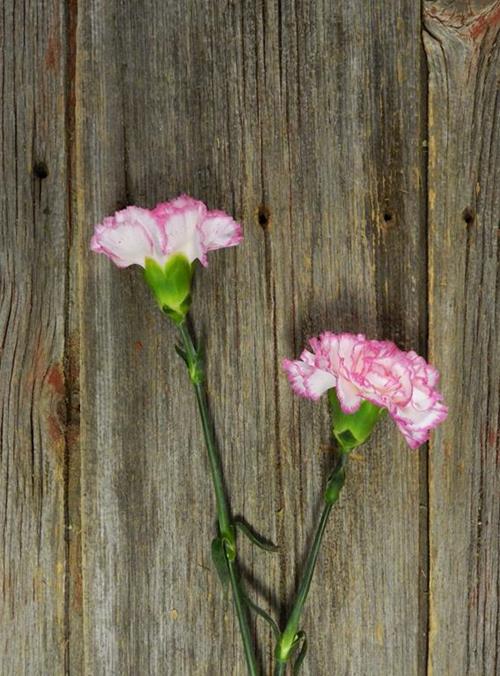 KOMACHI BICOLOR WHT/PINK CARNATIONS